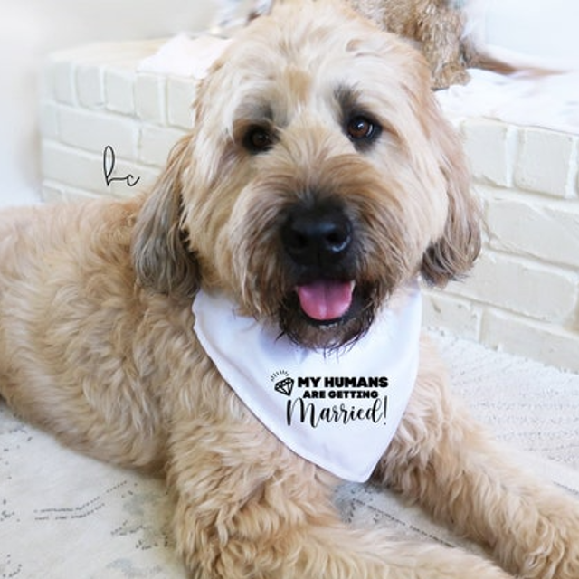 My humans are getting married dog bandana small medium large dog- engagement announcement for pet announcement dog mom dog wedding proposal