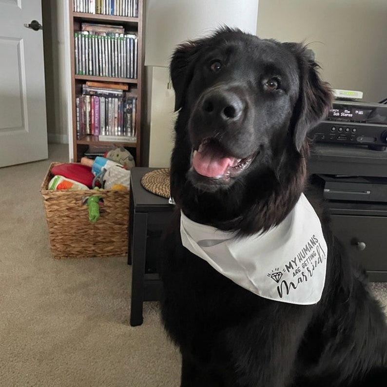 My humans are getting married dog bandana small medium large dog- engagement announcement for pet announcement dog mom dog wedding proposal