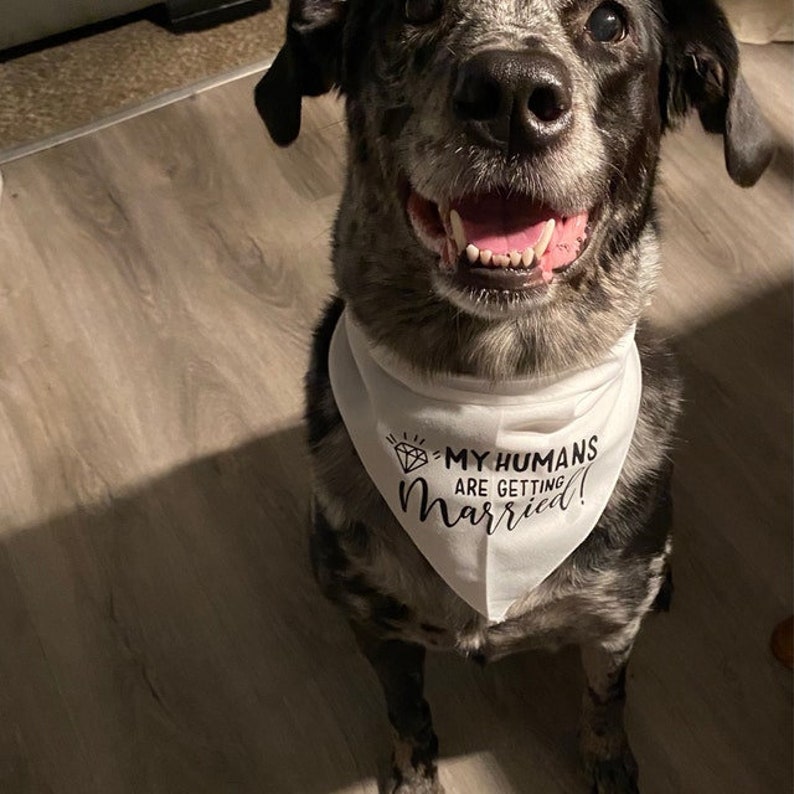 My humans are getting married dog bandana small medium large dog- engagement announcement for pet announcement dog mom dog wedding proposal